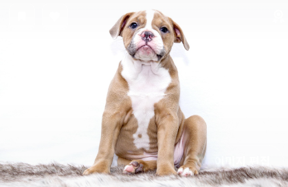 필수 예방접종 종류 정리 관련 사진