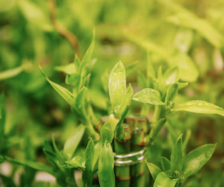 유방암에 좋은음식 32