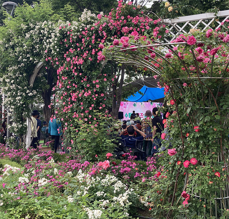 중랑 서울 장미 축제 - 5월 21일 현재 개화 상태