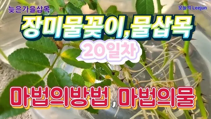 물꽂이 삽목 성공률높이기 깨끗한물 교체주기 빛관리 요령_1