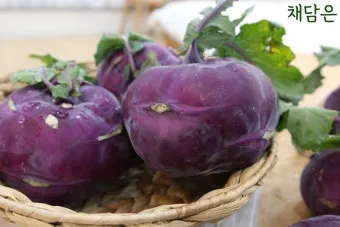 콜라비 재배 모종 선택 빛 관리 당도 높이기_3