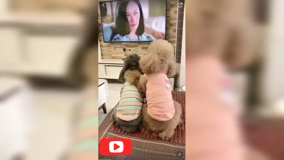 응큼한 댕댕이