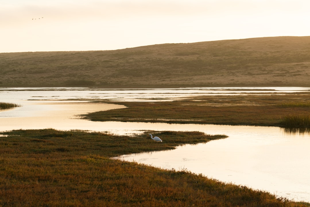 Wetland