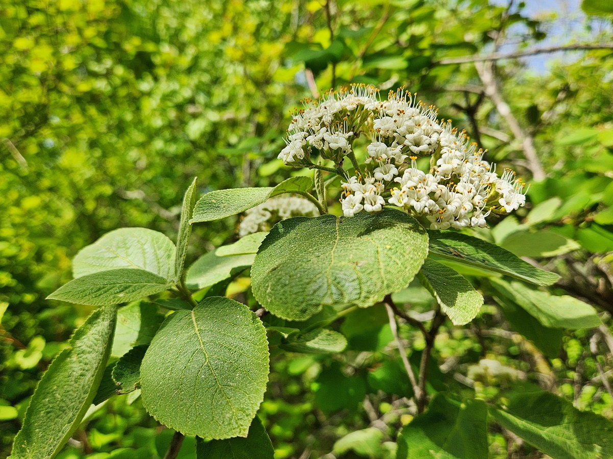 산분꽃나무