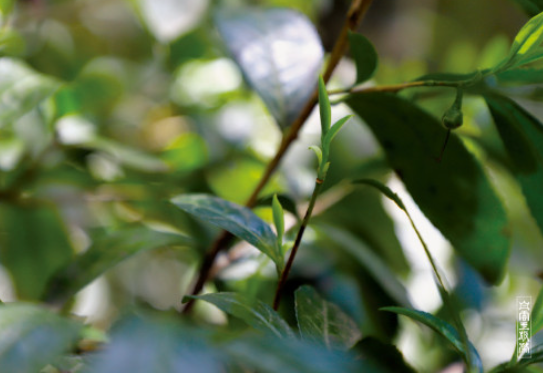 백운차실 택배 주문방법