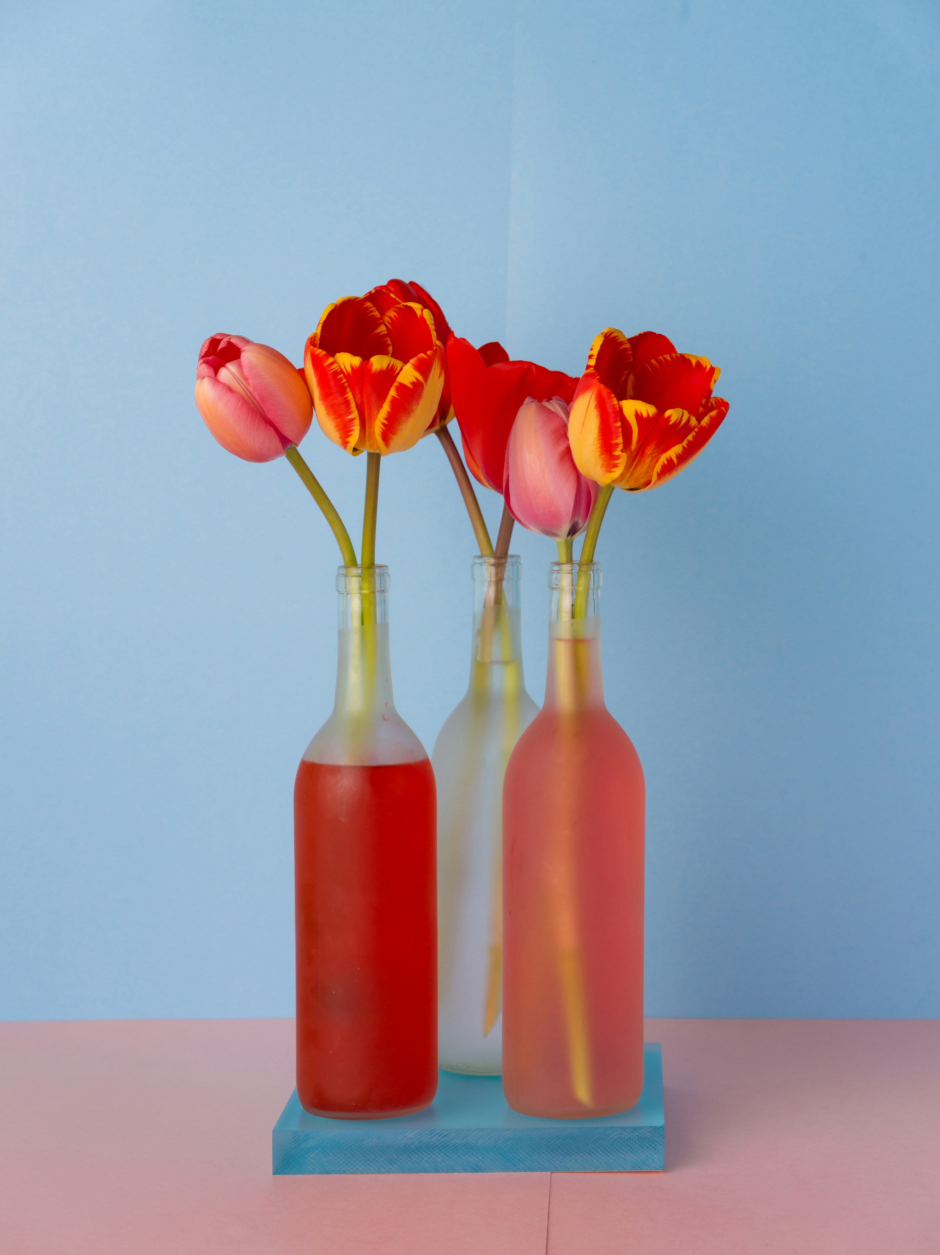 양귀비 술 3가지 효능 및 꽃양귀비 구분법 (+ 파종시기 효능 축제)