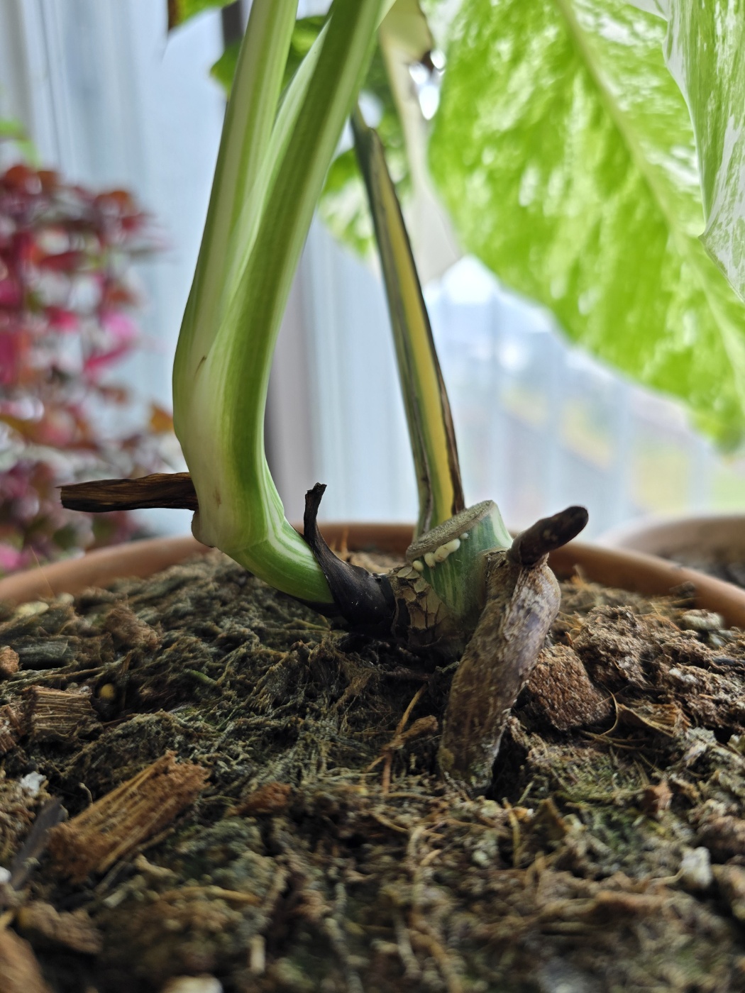 무늬가 확실해보이는 알보 줄기