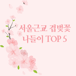 서울근교 벚곷 나들이 TOP 5