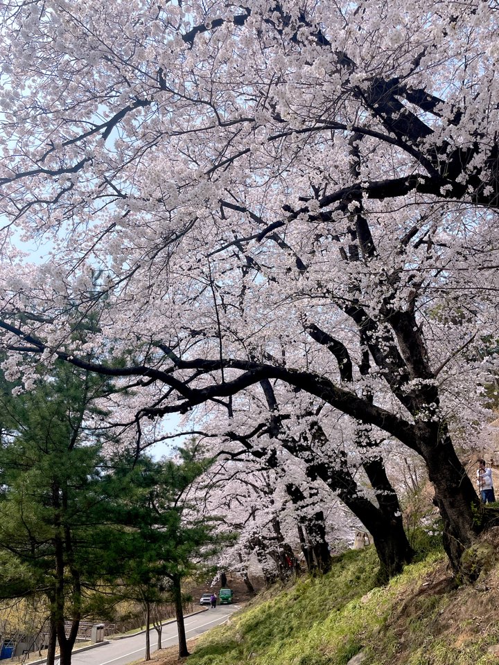 벚꽃