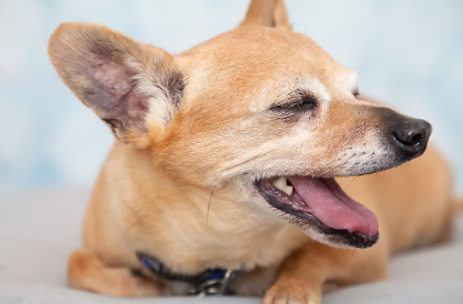 개의 '승모판 폐쇄부전증'을 조기 발견하는 요령.