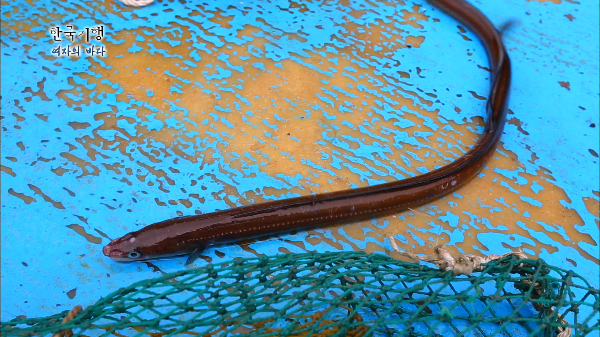 갯장어는 어떤 생선인가요