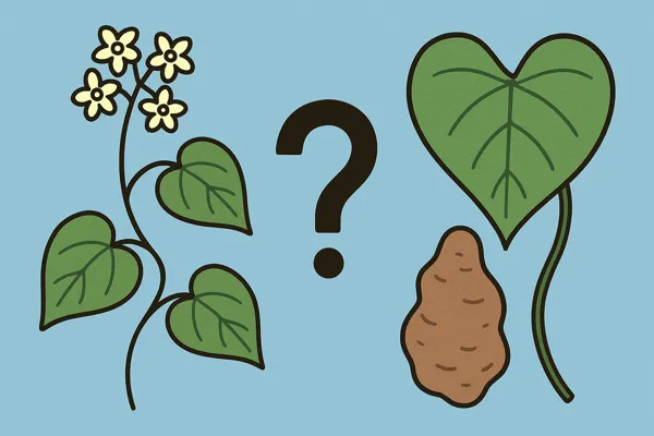 박주가리 하수오 구별법과 판별 기준6