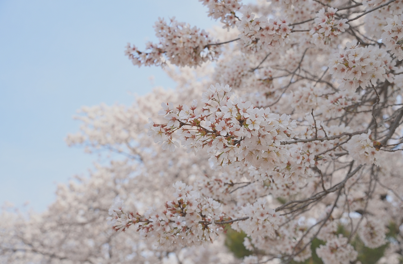 2024 경주 벚꽃 개화시기