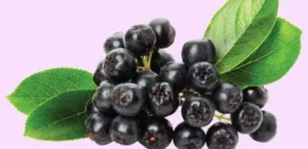 아로니아 효능 칼로리 권장섭취량_3