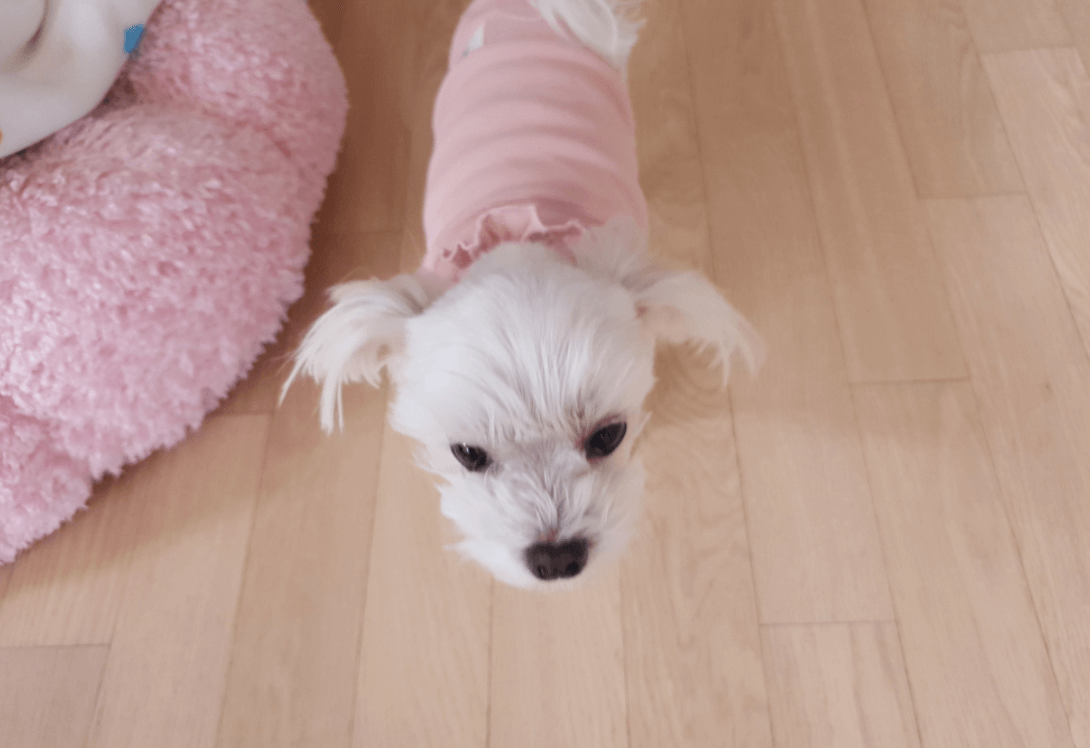 내가-키우는-강아지-두부-사진