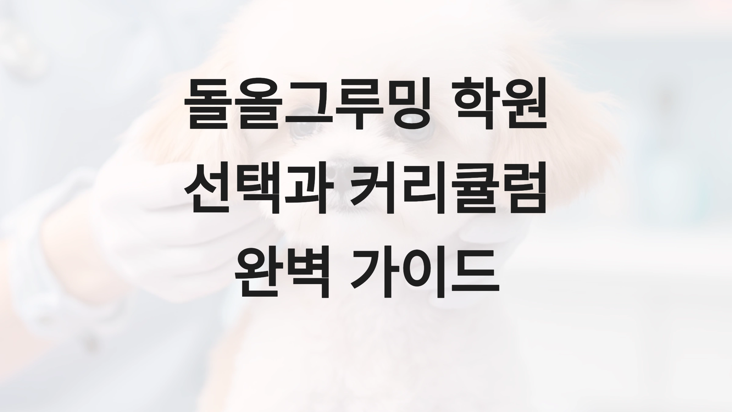 돌올그루밍 학원 선택과 커리큘럼 완벽 가이드