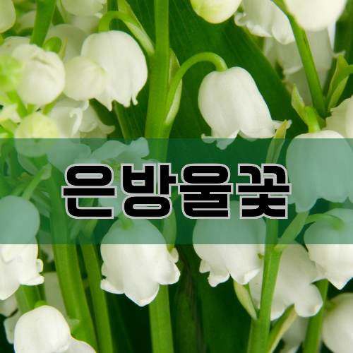 5월 탄생화