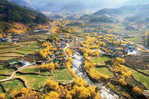 구례 산수유축제 날씨