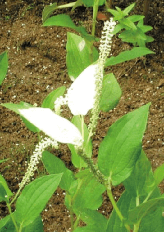 멸종위기 동식물 삼백초를 지키는 방법: 습지·논습지 경계에서 사라지는 ‘물길 식생’ 보전