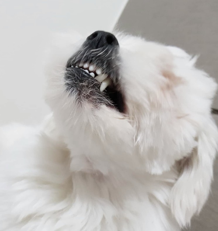 깨끗한 이빨 자랑하는 강아지