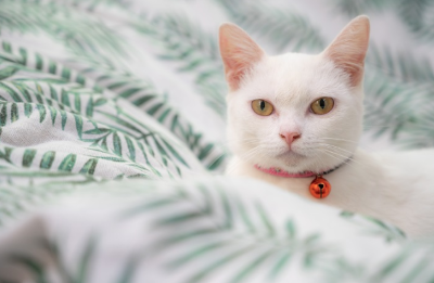 오렌지 방울을 단 고양이가 소파 위에서 쉬고 있다