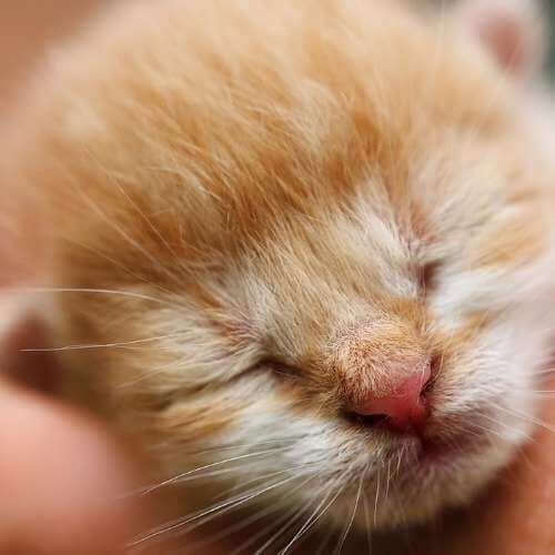 새끼 고양이 울음 소리