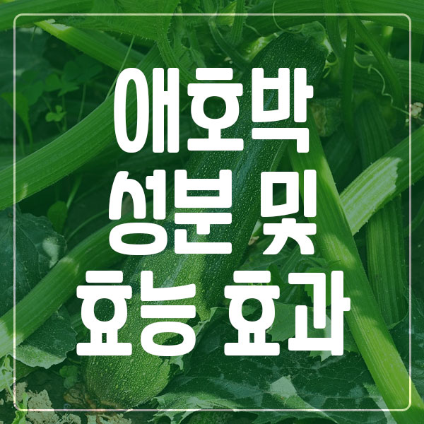 애호박 성분 효능 효과