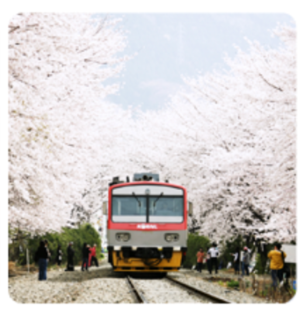 2025년 진해군항제 벚꽃 축제