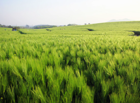 고창-청보리밭-축제