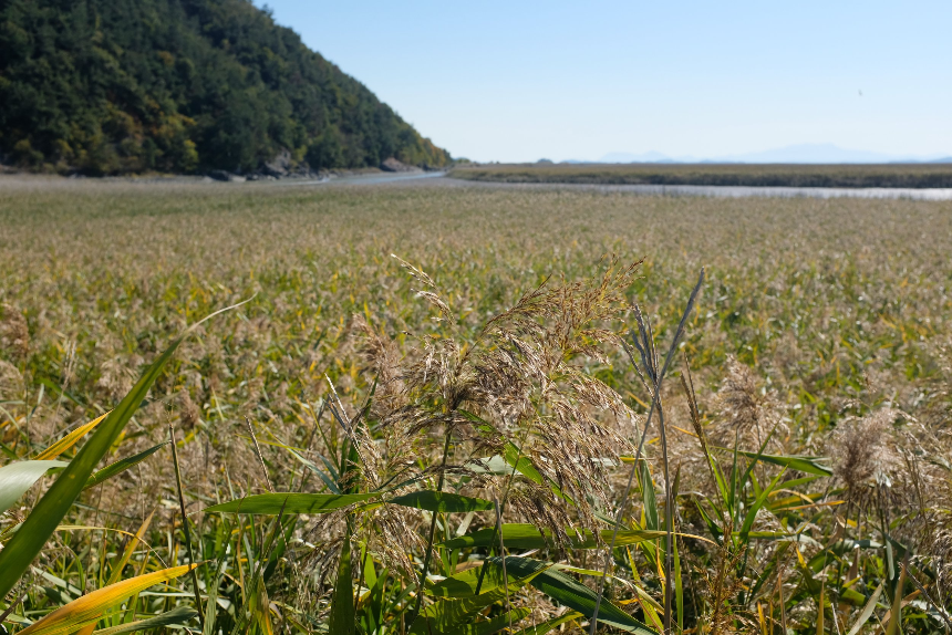 순천여행 필수 코스! 자연과 감성이 공존하는 힐링 여행지 추천