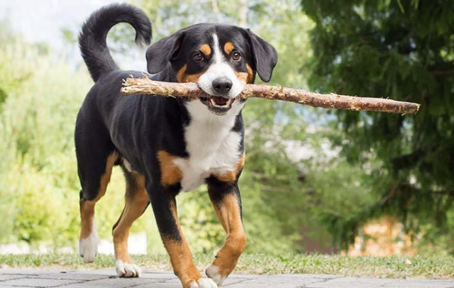 막대기 물고 있는 개 사진