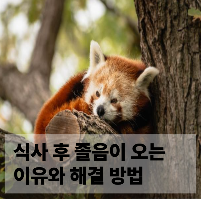 식사 후 졸음이 오는 이유와 해결 방법