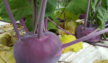 생거진천 이원농장 콜라비