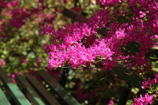 황매산 철쭉축제