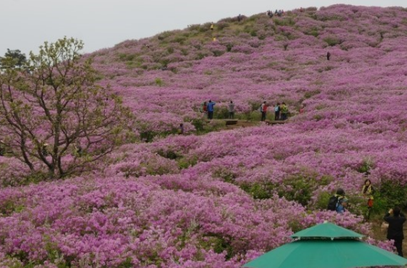 황매산철쭉축제