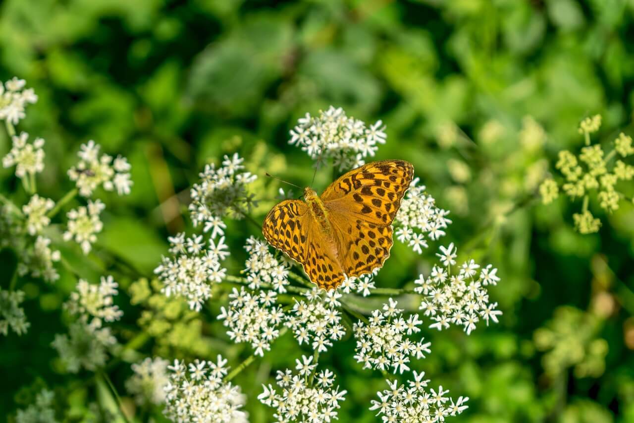 시니어를 위한 비대면 소통 능력 향상법