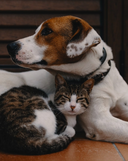 반려동물 안전한 공간 만들기 완벽 가이드