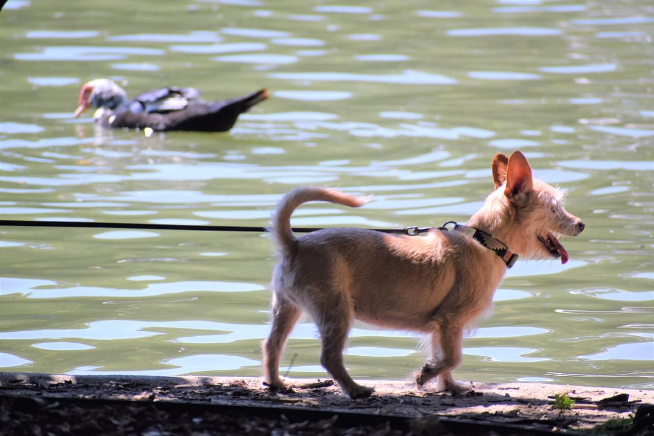 펫시터자격증, 반려동물 돌봄 전문가가 되는 첫걸음!