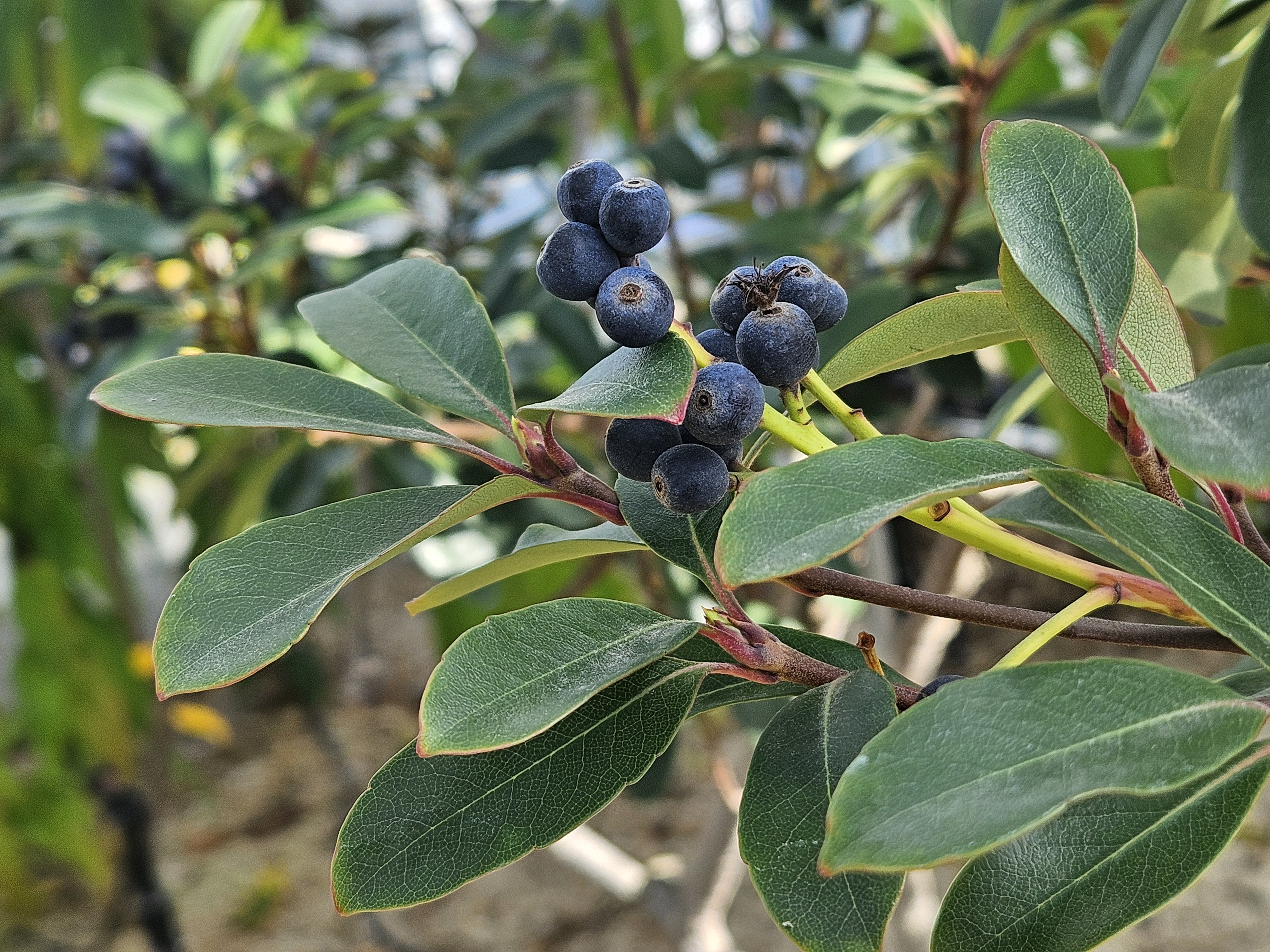 다정큼나무 열매