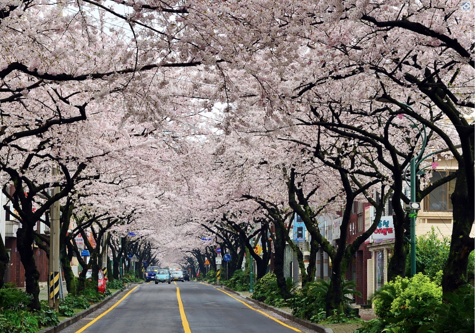 전농노 벚꽃거리