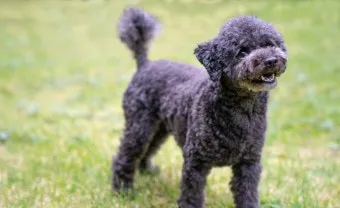 강아지 오래사는 신장관리 비법 생활습관_19