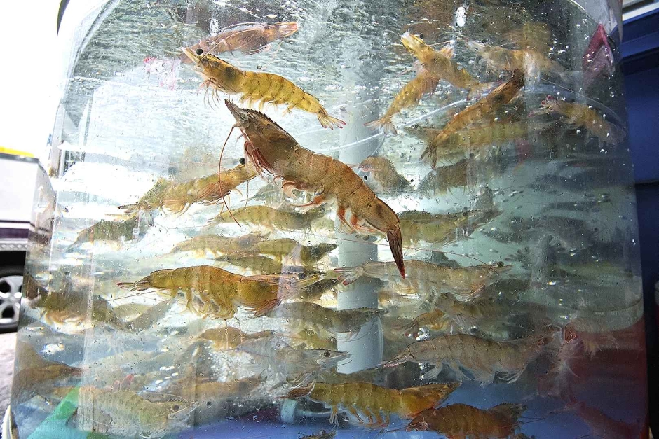 제29회 홍성남당항 대하축제 기본일정과 프로그램 정리 장민호 류지광 임선택 출연