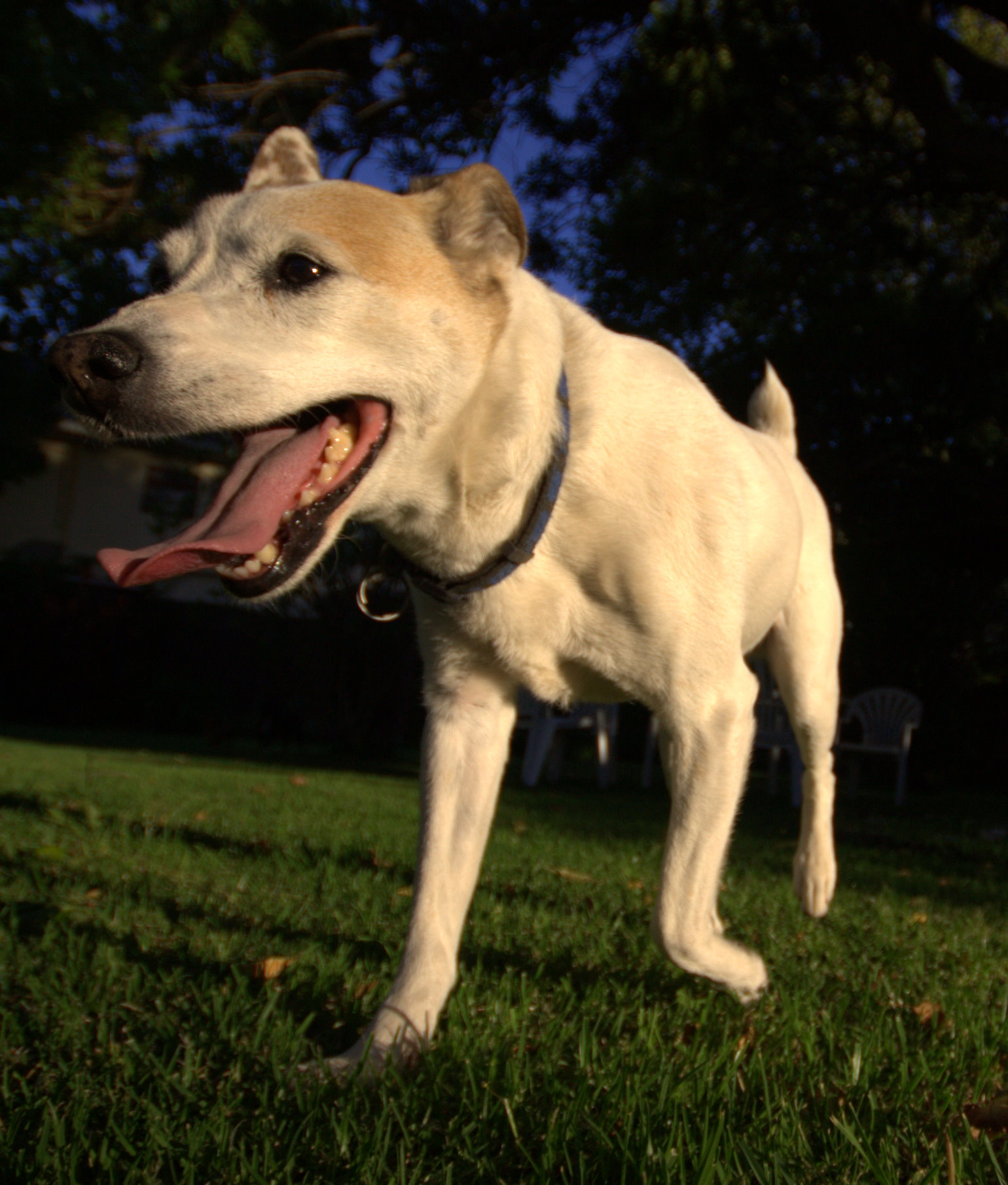 마이크로칩 관련 사진