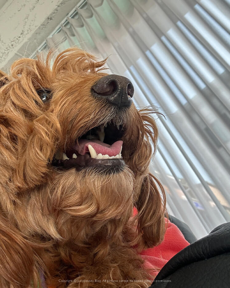 가고싶은 강아지