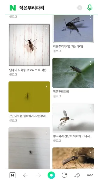 화분 뿌리파리 생기는 원인과 퇴치법 완벽 정리_5