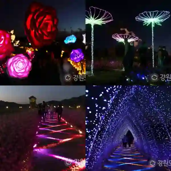 고석정 가을꽃축제 야간개장