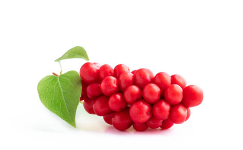 오미자 효능, 부작용, 수확시기 총정리 (2024ver)