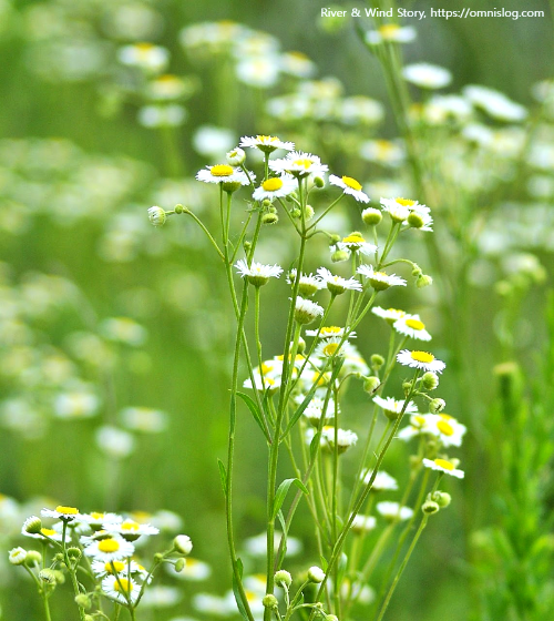 개망초.Erigeron annuus 종합 정리
