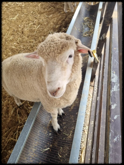 안성팜랜드 핑크뮬리,코스모스 가을 사진여행 추천합니다.