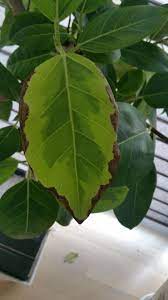 식물 갈변 이미지